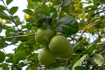 crema-al-limone-e-fragoline
